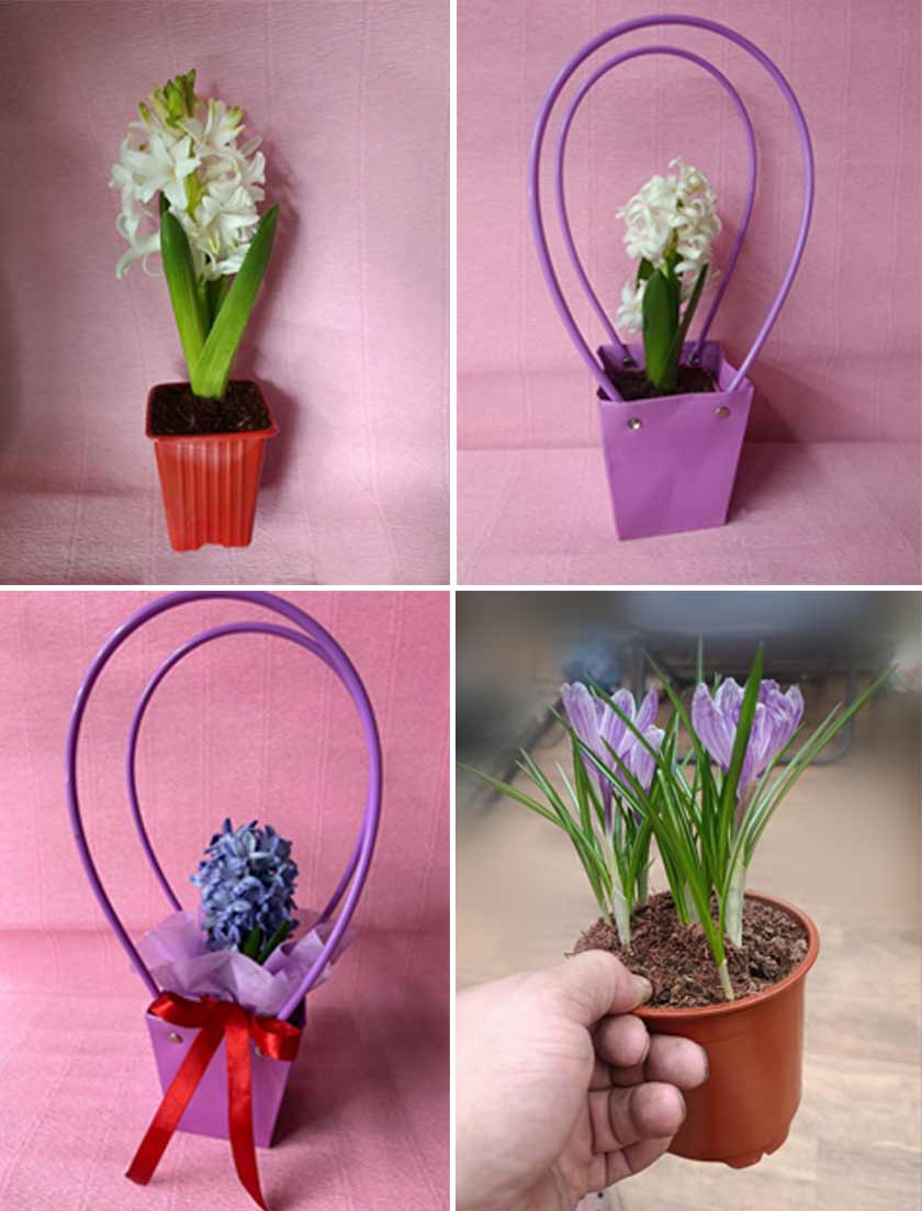 Луковичные в горшках