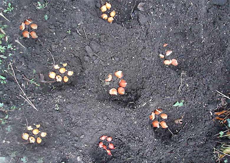 Луковицы тюльпанов – группировка при посадке